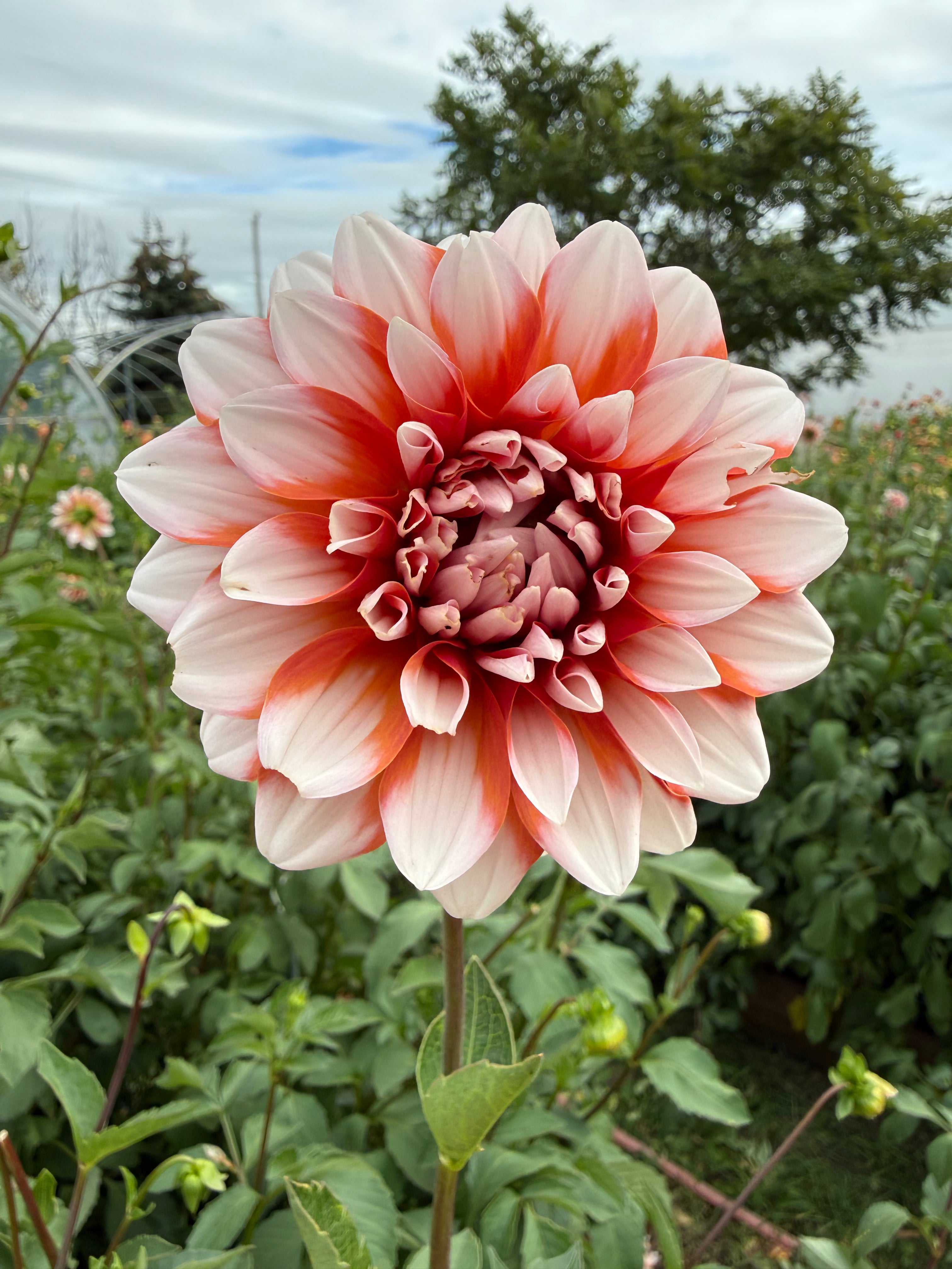 A La Mode Dahlia Tuber - *Not Sold Out* SALE COMING IN MARCH OF 2027