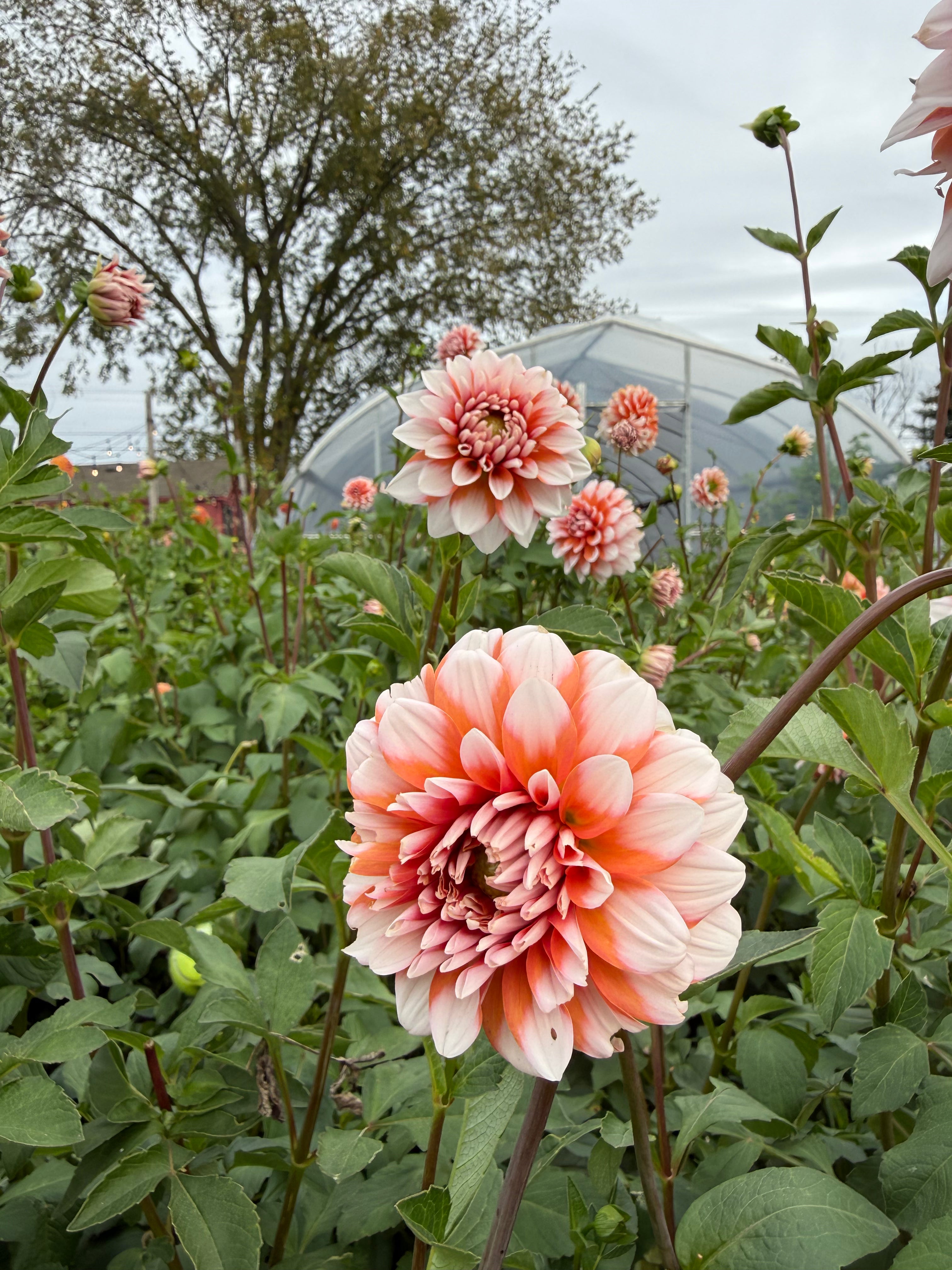 A La Mode Dahlia Tuber - *Not Sold Out* SALE COMING IN MARCH OF 2027