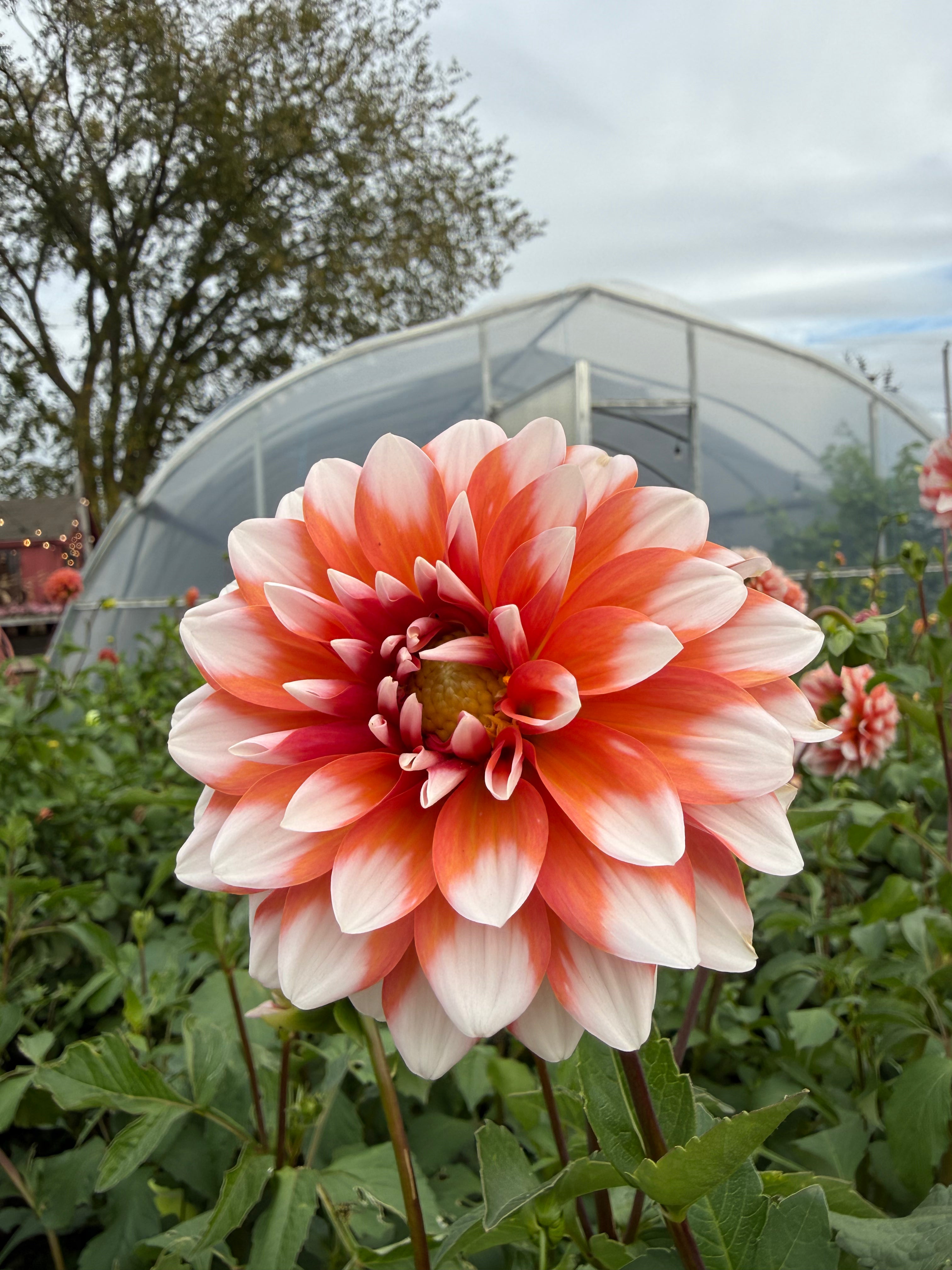 A La Mode Dahlia Tuber - *Not Sold Out* SALE COMING IN MARCH OF 2027