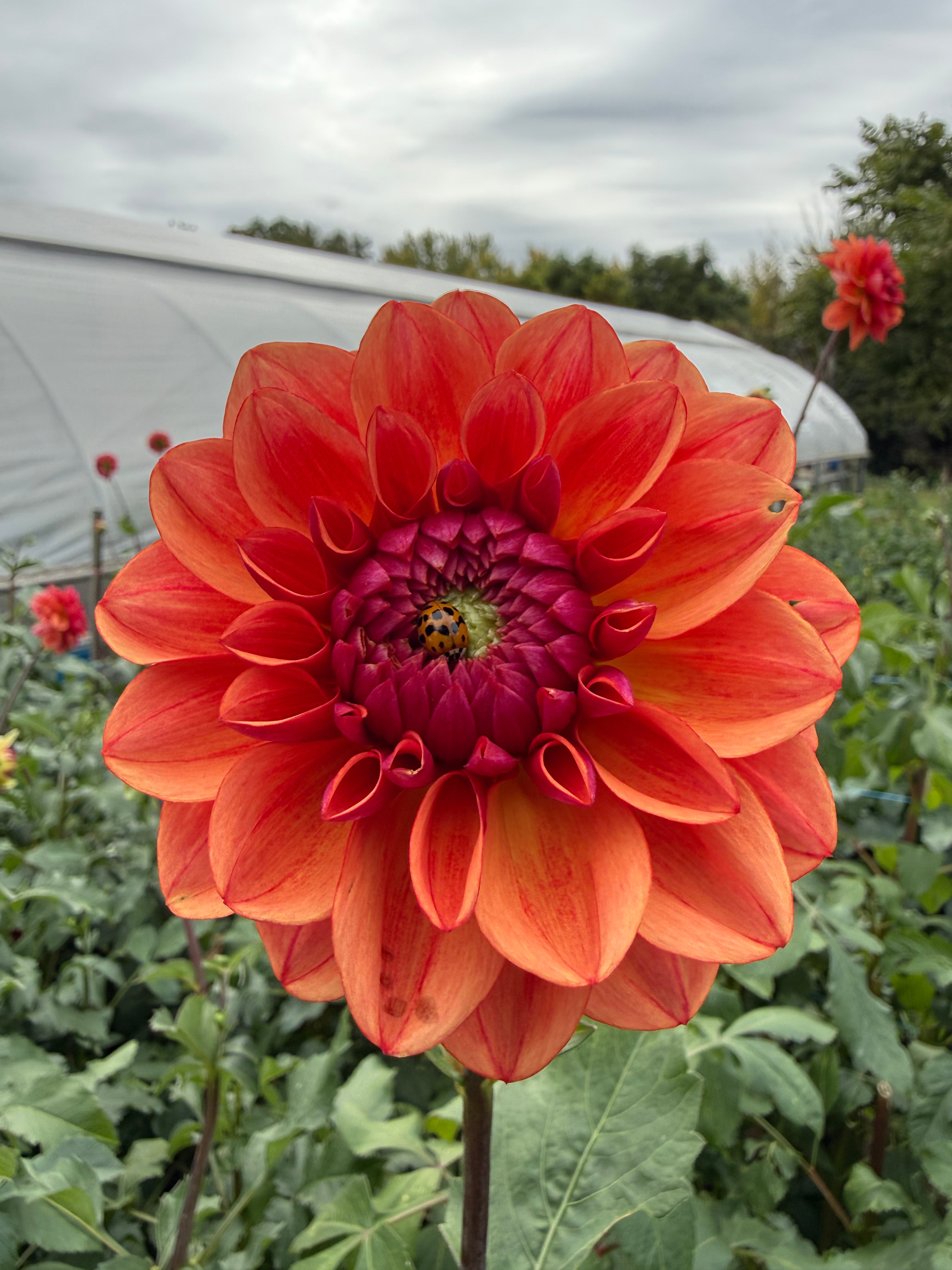 All That Jazz Dahlia Tuber - *Not Sold Out* SALE COMING IN MARCH OF 2027