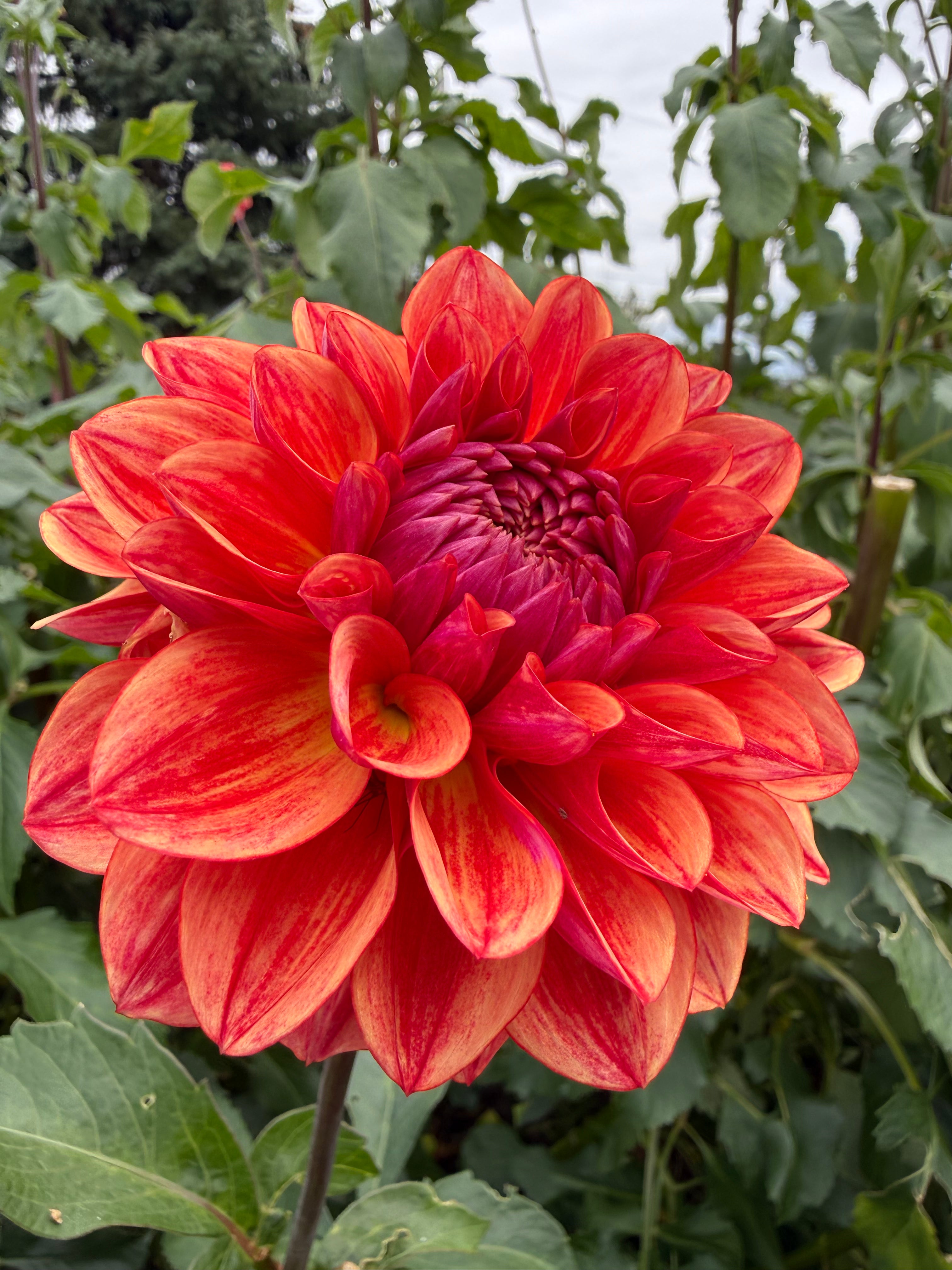All That Jazz Dahlia Tuber - *Not Sold Out* SALE COMING IN MARCH OF 2027