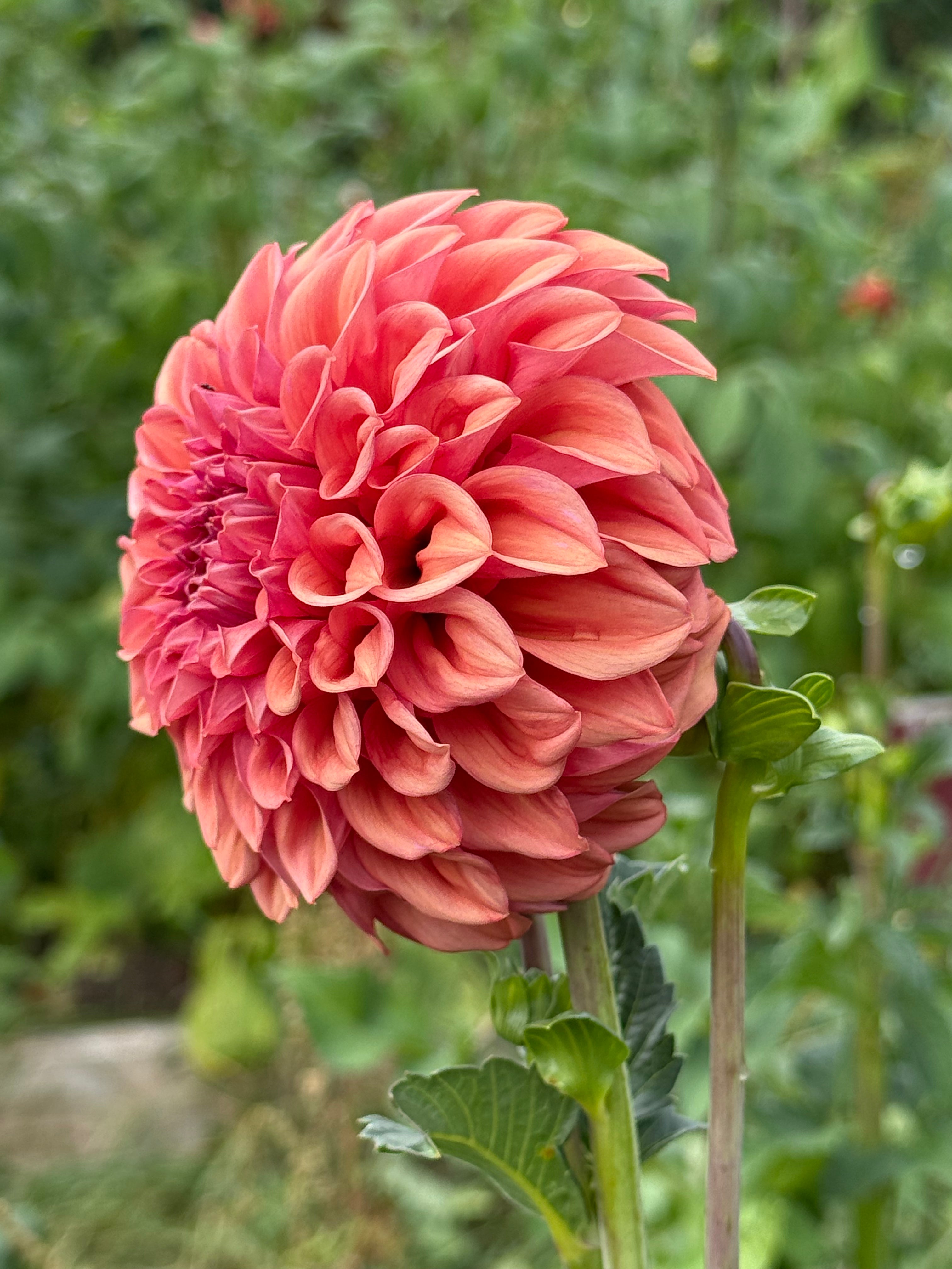 Orange Globe Dahlia Tuber - *Not Sold Out* SALE COMING IN MARCH OF 2027