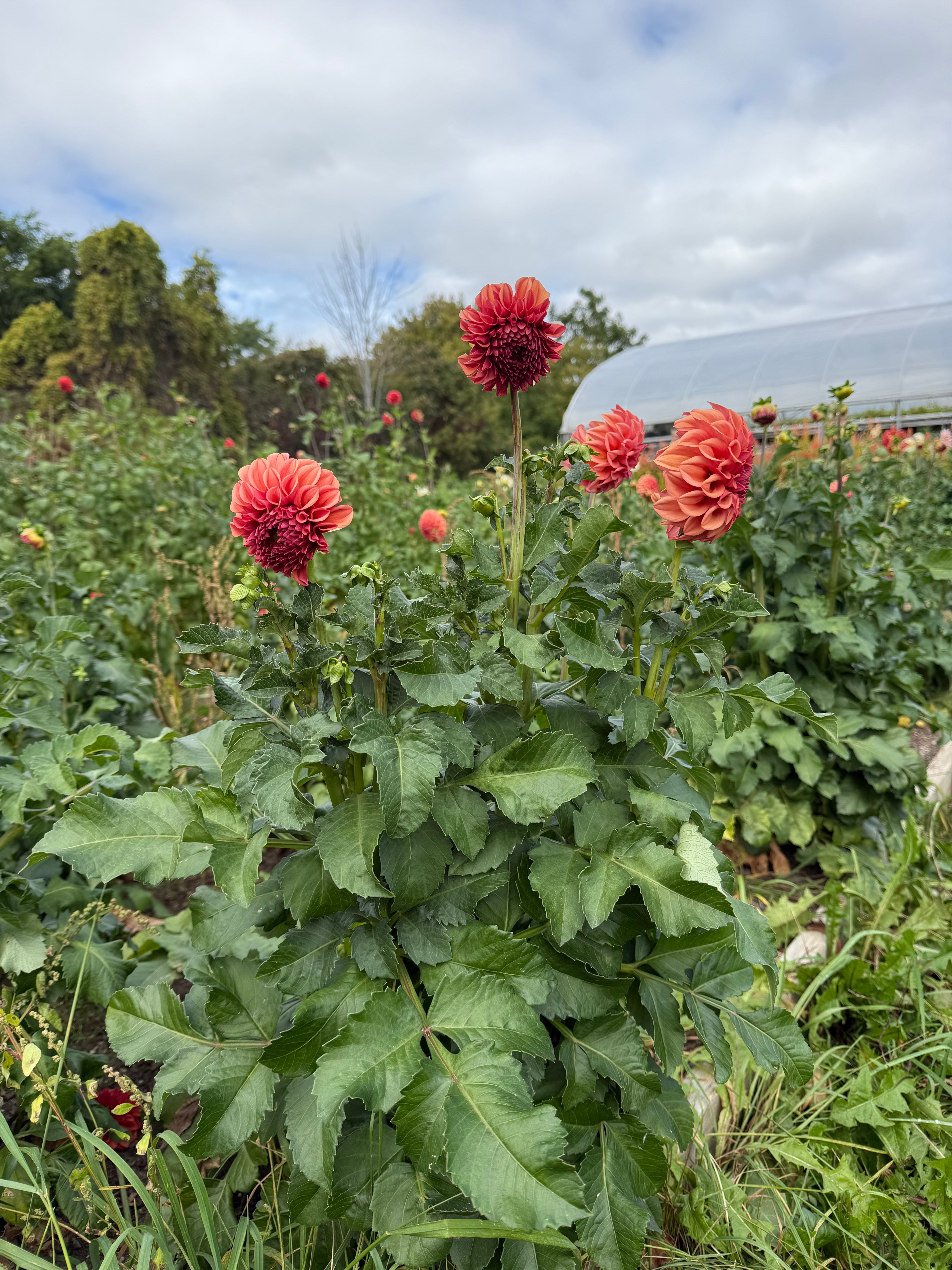Orange Globe Dahlia Tuber - *Not Sold Out* SALE COMING IN MARCH OF 2027