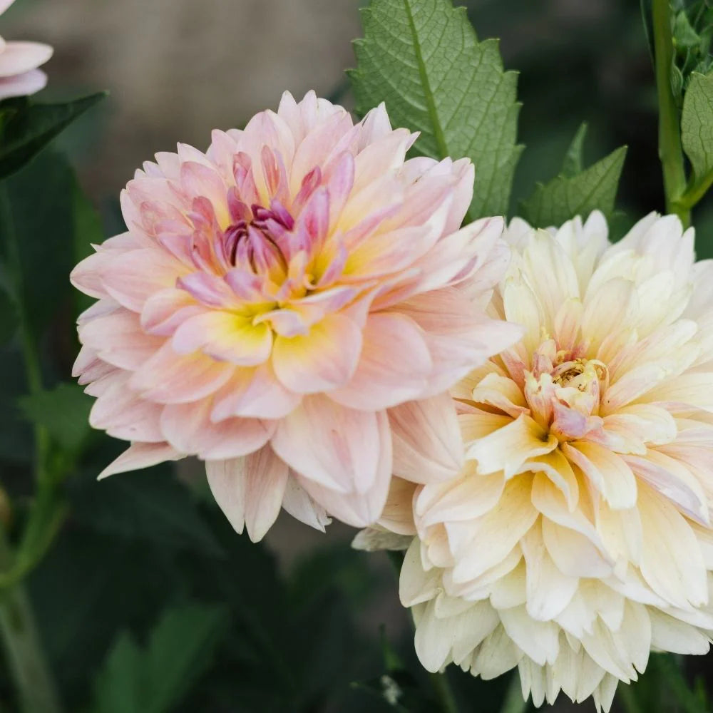 Joel's Favourite Dahlia Tuber *DUTCH TUBER STOCK*