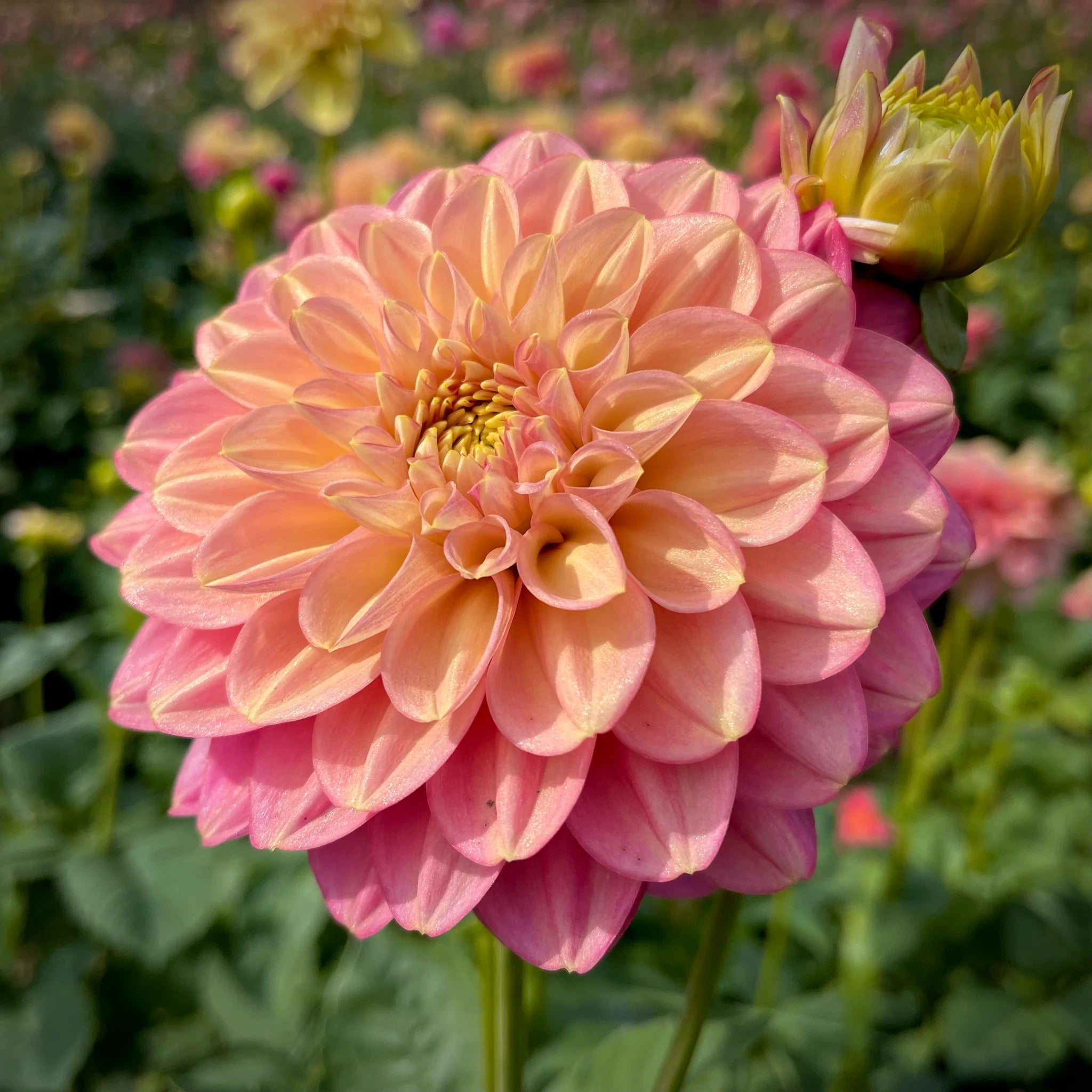 Milena Fleur Dahlia Tuber *DUTCH TUBER STOCK*
