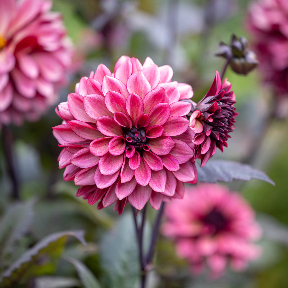 Night Silence Dahlia Tuber *DUTCH TUBER STOCK*