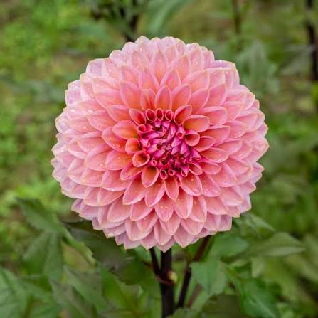Sweet Sanne Dahlia Tuber *DUTCH TUBER STOCK*