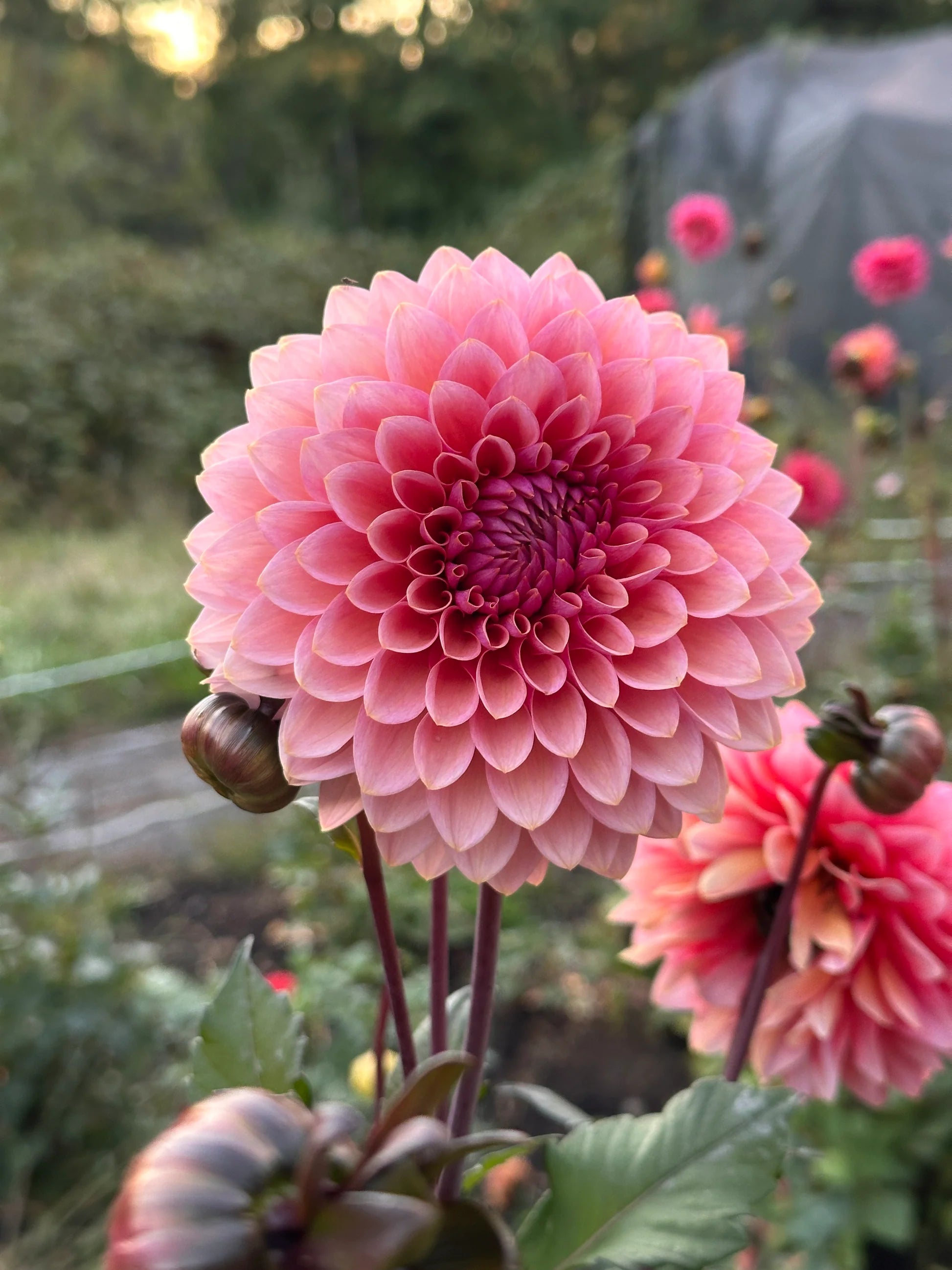 Sweet Sanne Dahlia Tuber *DUTCH TUBER STOCK*