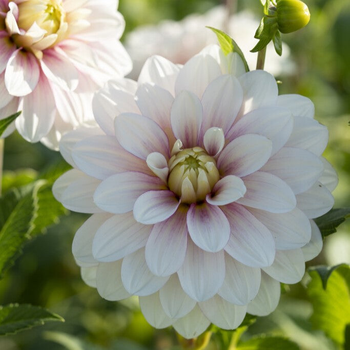 Christo Dahlia Tuber *DUTCH TUBER STOCK*