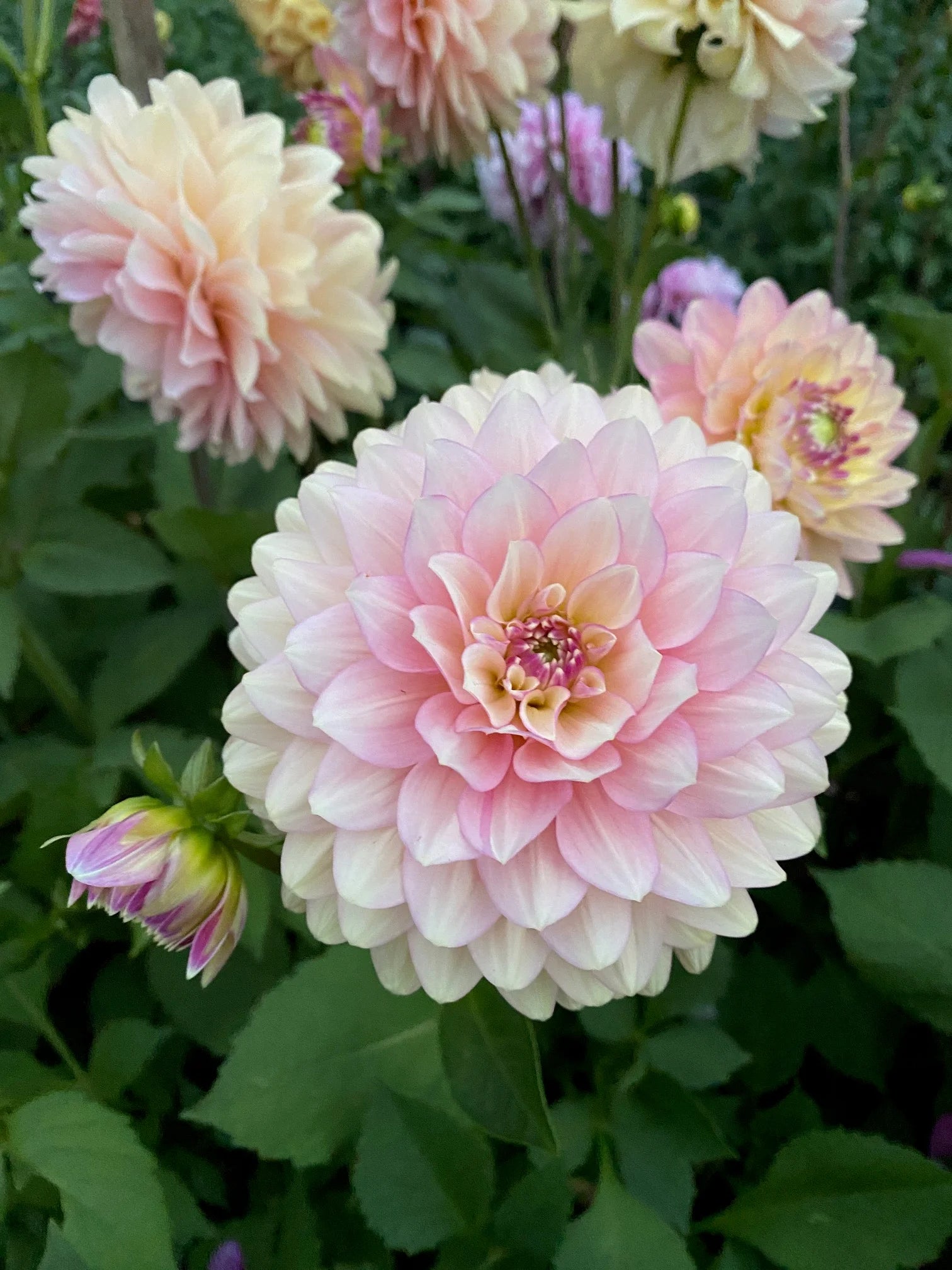 Masterclass Dahlia Tuber *DUTCH TUBER STOCK*