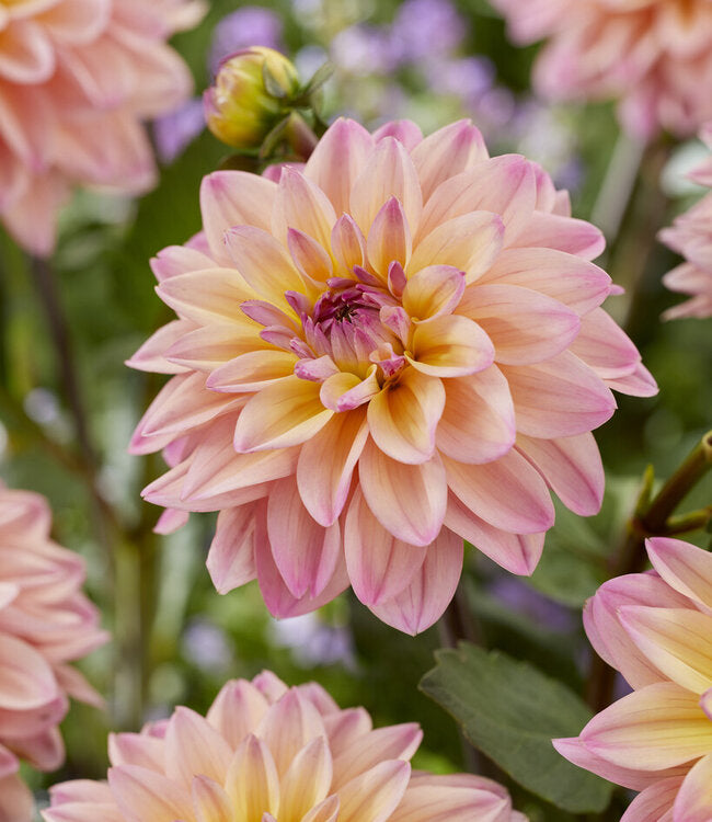 Mondriaan Dahlia Tuber *DUTCH TUBER STOCK*