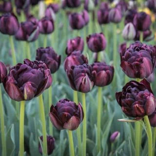 Black Hero Tulip Bulbs - COMING SEPTEMBER 7TH AT 5PM