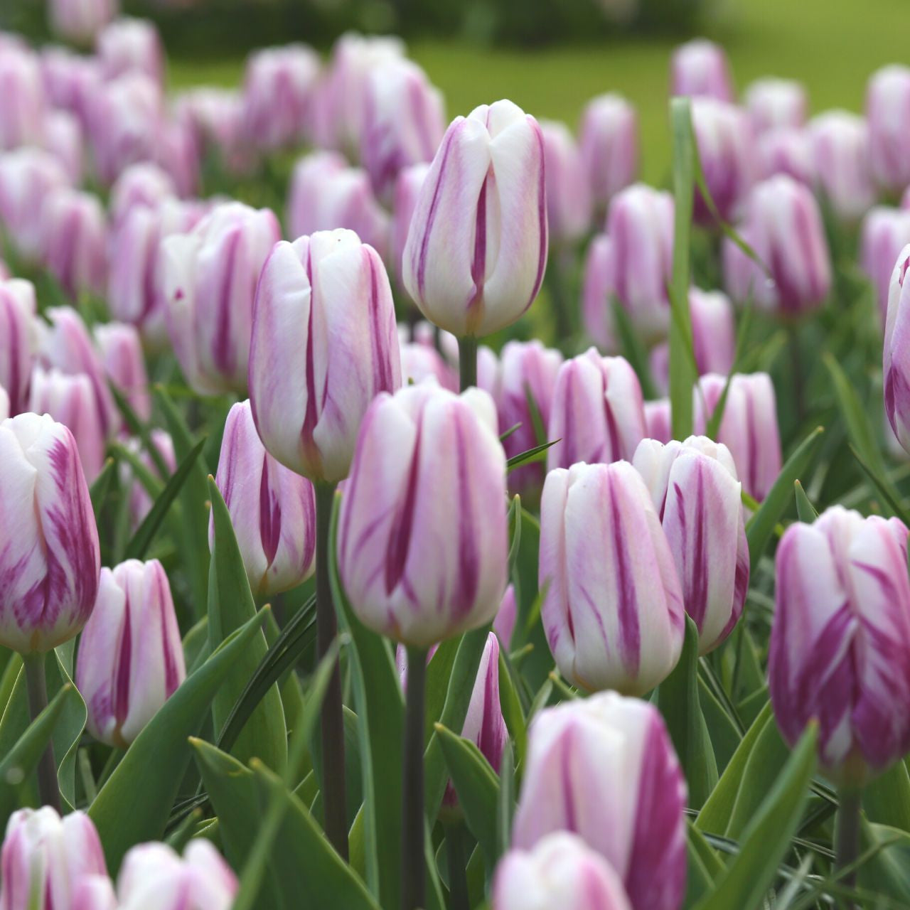 Flaming Flag Tulip Bulbs - COMING SEPTEMBER 7TH AT 5PM