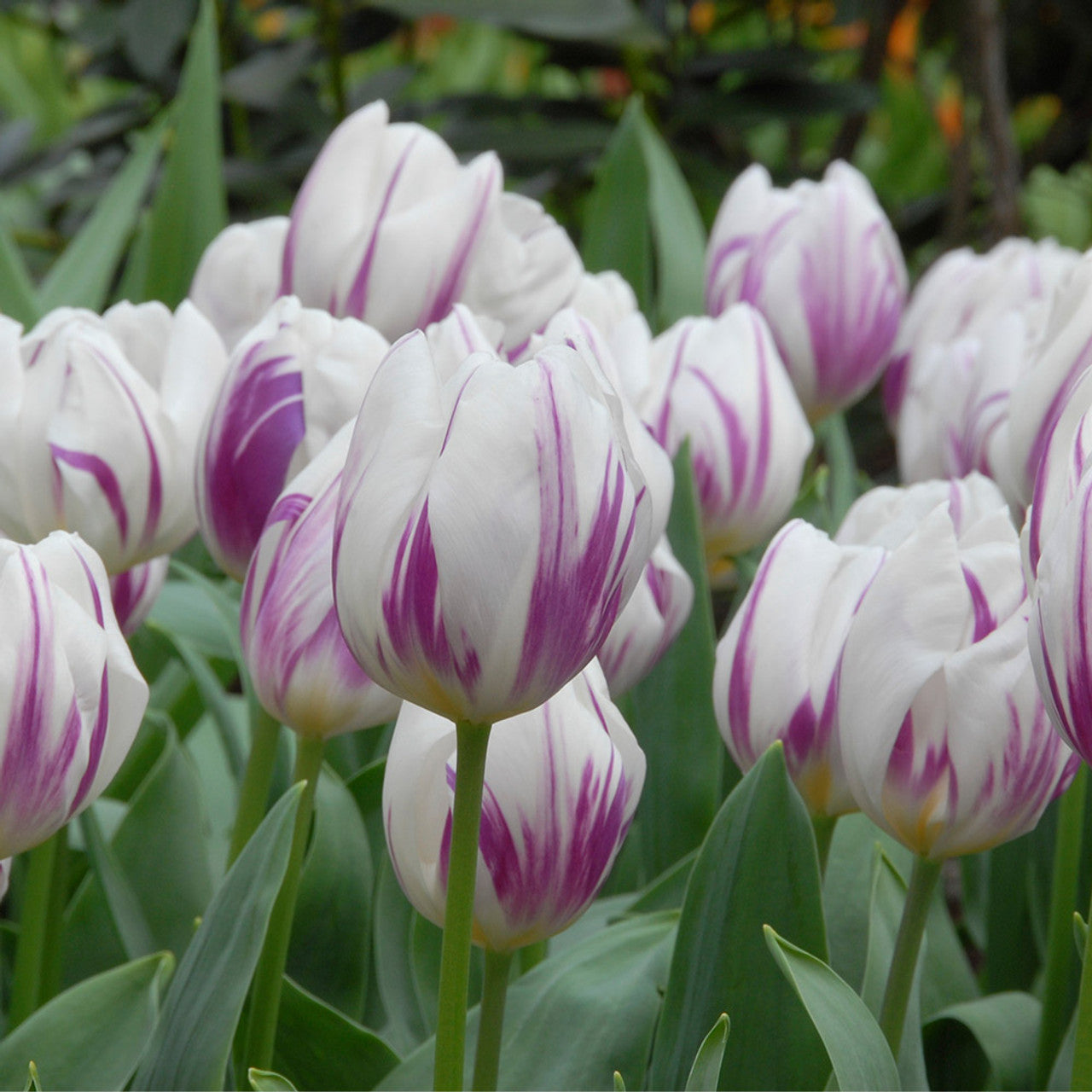 Flaming Flag Tulip Bulbs - COMING SEPTEMBER 7TH AT 5PM