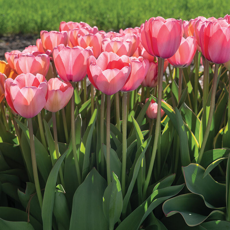 Pink Impression Tulip Bulbs - COMING SEPTEMBER 7TH AT 5PM