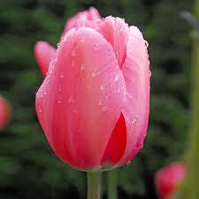 Pink Impression Tulip Bulbs - COMING SEPTEMBER 7TH AT 5PM