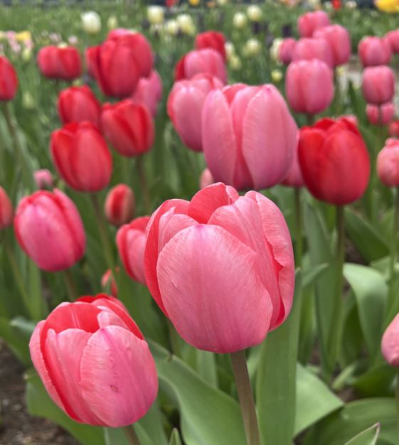 Pink Impression Tulip Bulbs - COMING SEPTEMBER 7TH AT 5PM