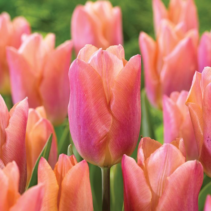 Salmon Prince Tulip Bulbs - COMING SEPTEMBER 7TH AT 5PM