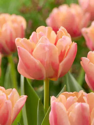 Salmon Prince Tulip Bulbs - COMING SEPTEMBER 7TH AT 5PM