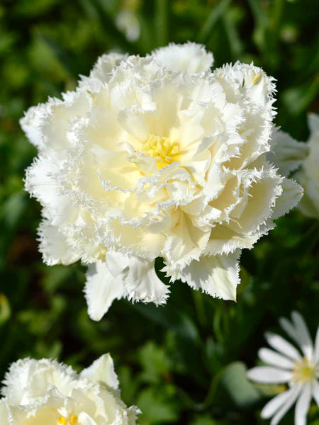 Snow Crystal Tulip Bulbs - COMING SEPTEMBER 7TH AT 5PM