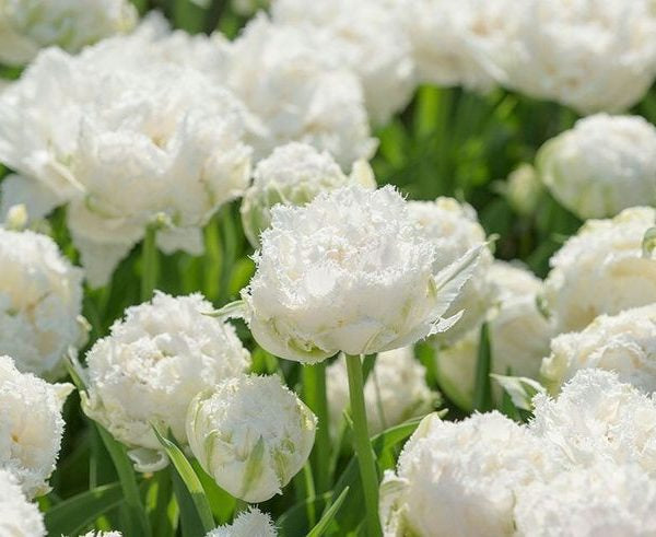Snow Crystal Tulip Bulbs - COMING SEPTEMBER 7TH AT 5PM