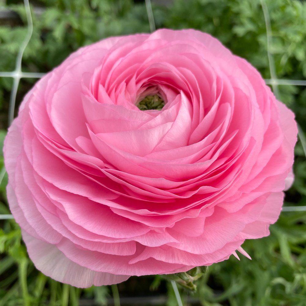 Italian Ranunculus Rosa Chiaro Light Pink Corms - COMING SEPTEMBER 7TH AT 5PM
