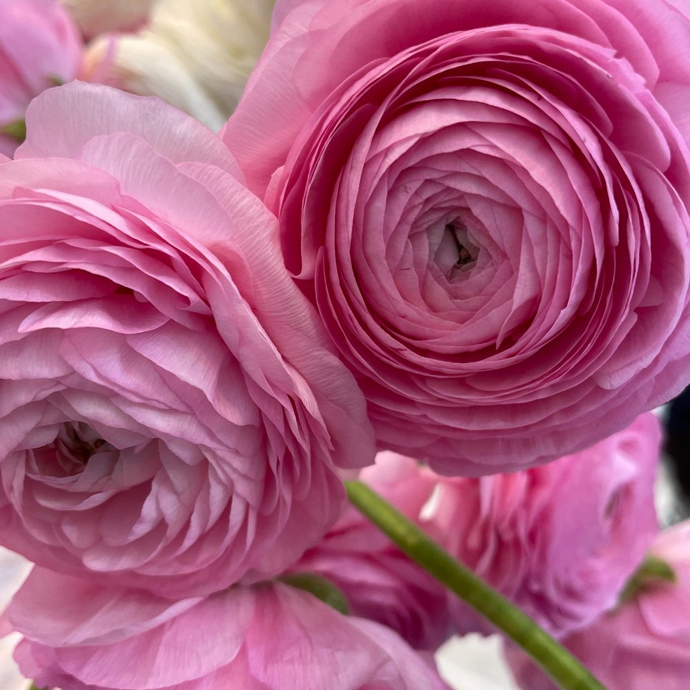 Italian Ranunculus Rosa Medium Pink Corms - COMING SEPTEMBER 7TH AT 5PM