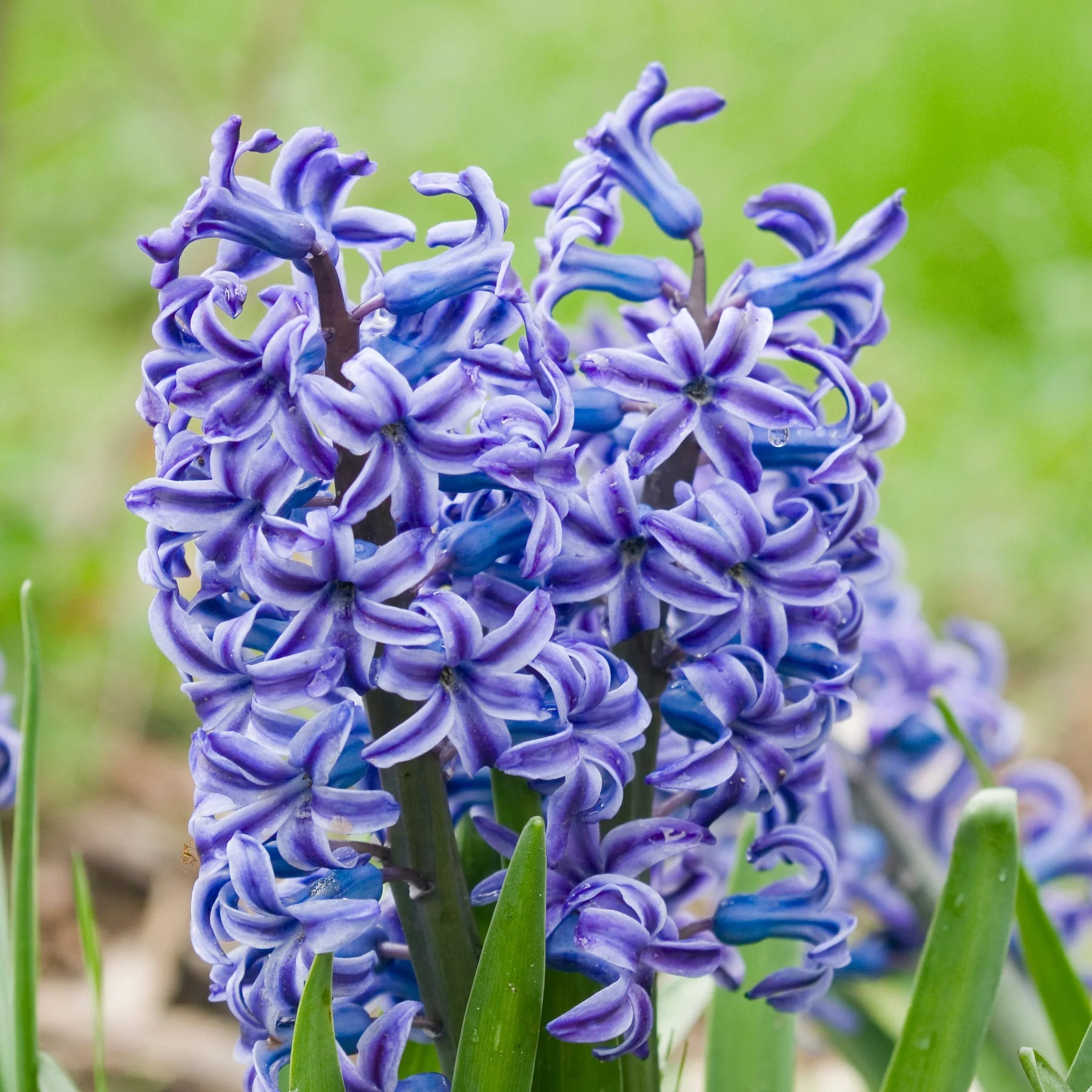 Rembrandt Hyacinth Bulbs - COMING SEPTEMBER 7TH AT 5PM