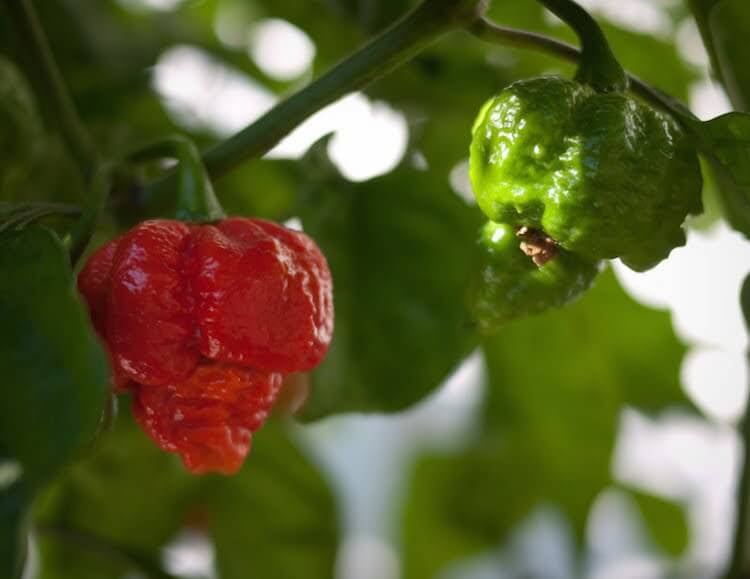 EXTRA Hot Pepper Seedlings