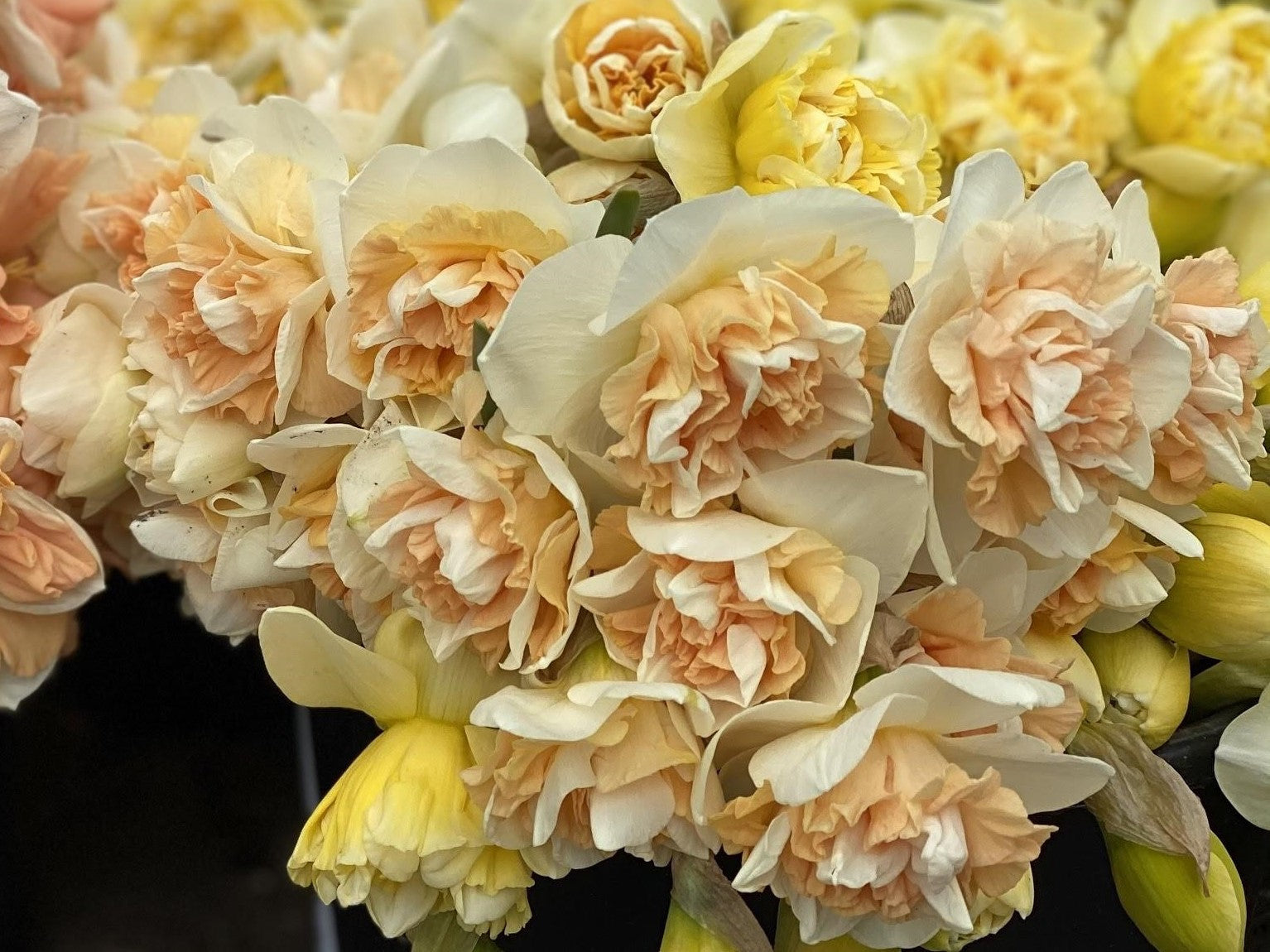 Flower Surprise Daffodil Bulbs - COMING SEPTEMBER 7TH AT 5PM