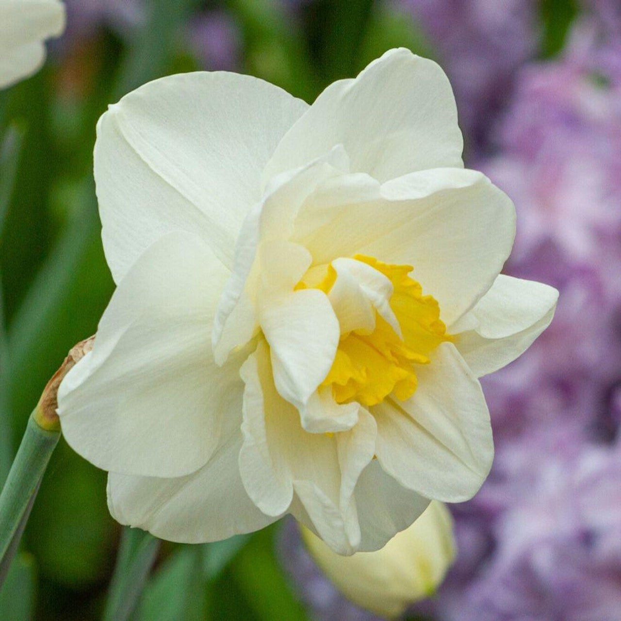 White Lion Daffodil Bulbs