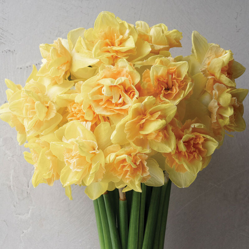 Bellacombe Daffodil Bulbs