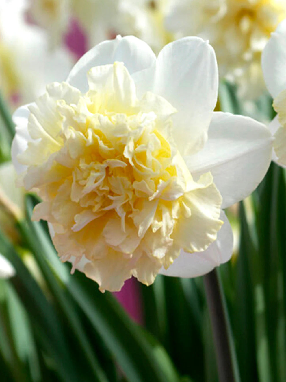 Ice King Daffodil Bulbs