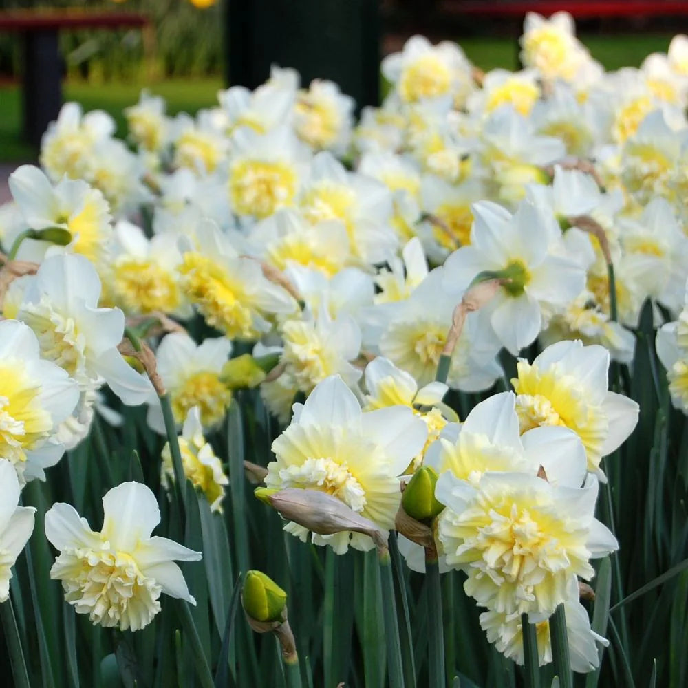 Ice King Daffodil Bulbs