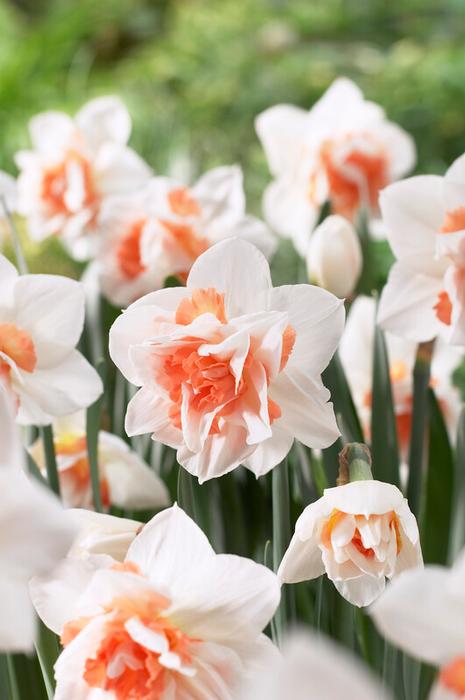 Replete Daffodil Bulbs
