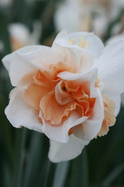 Replete Daffodil Bulbs