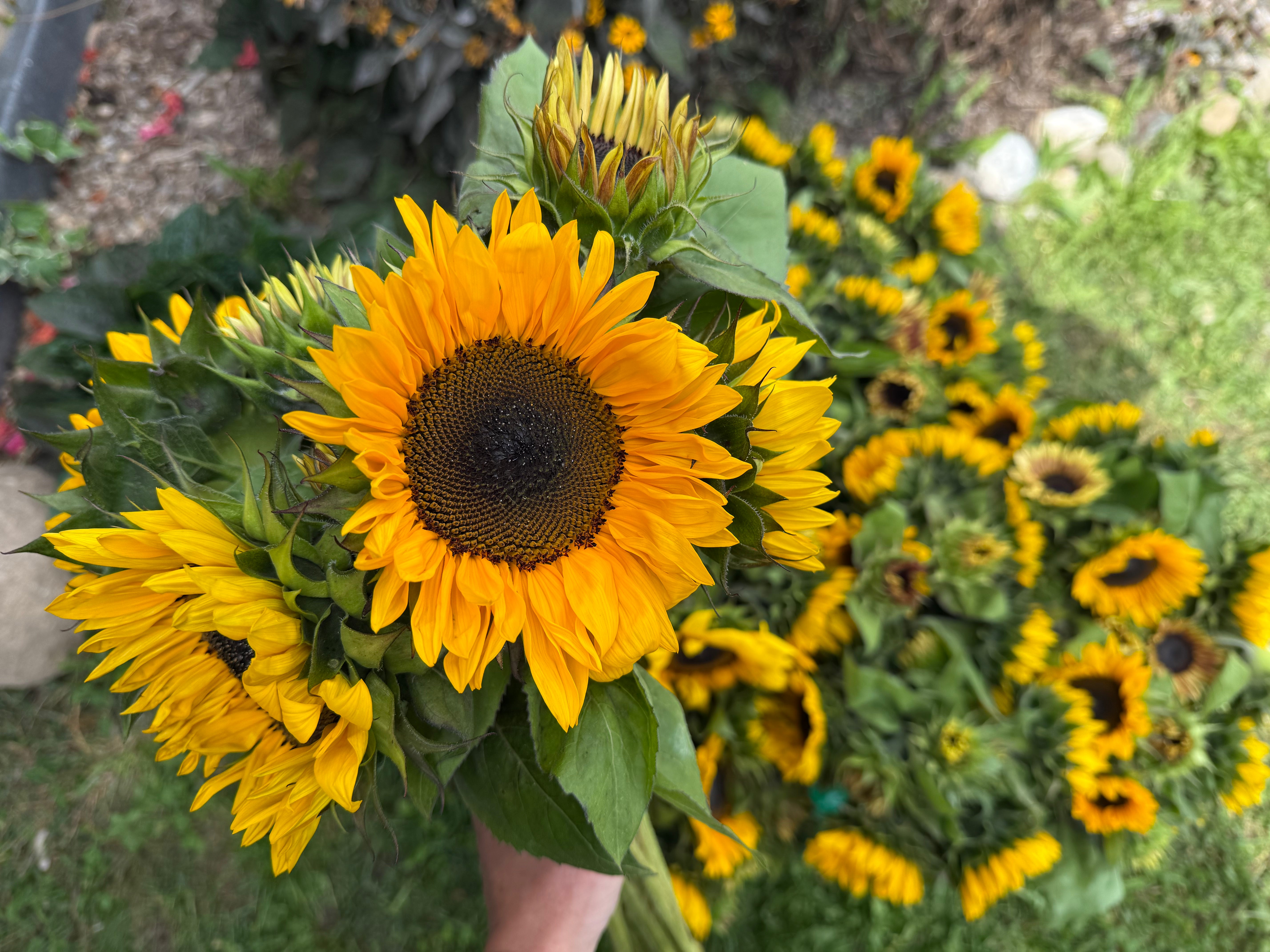 Trenton Memorial Hospital Fundraiser: Sunflowers