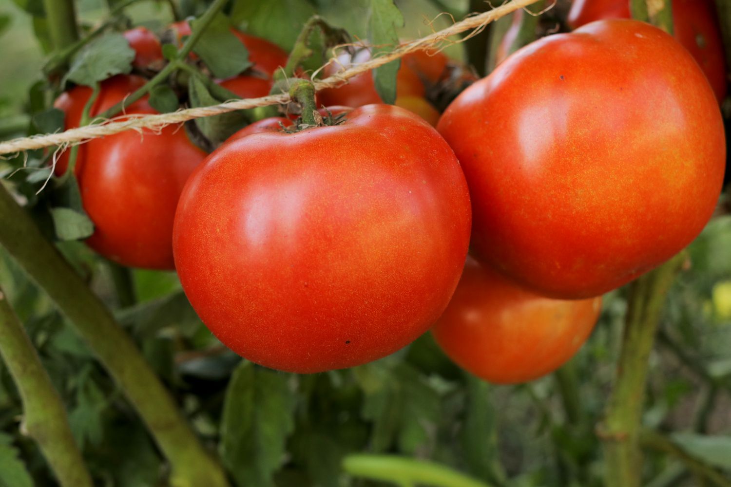 Classic Tomato Seedlings