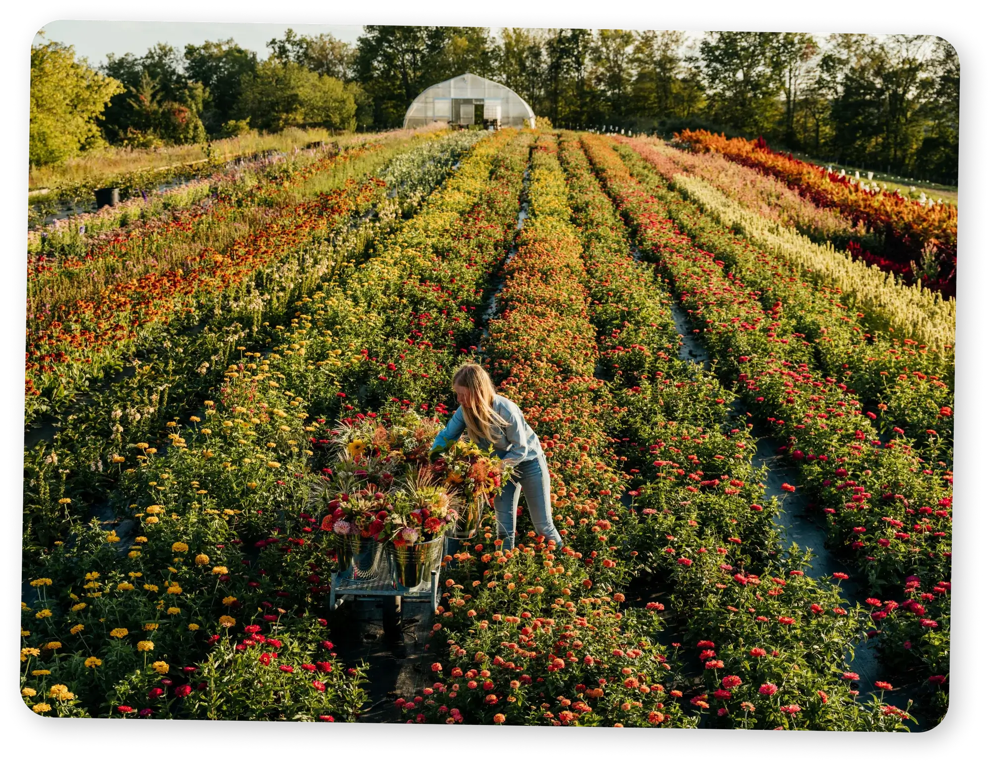 Dahlia May owner Melanie Harrington working in flower field