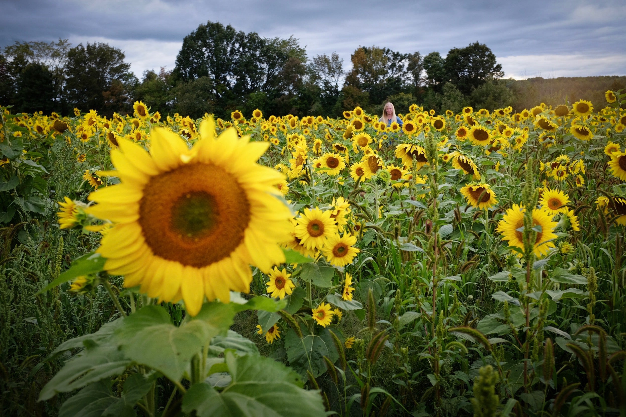 Sunflower Field Visit: Friday August 7th