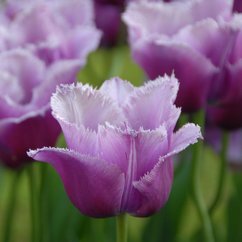 Louve Tulip Bulbs
