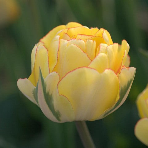 Akebono Tulip Bulbs