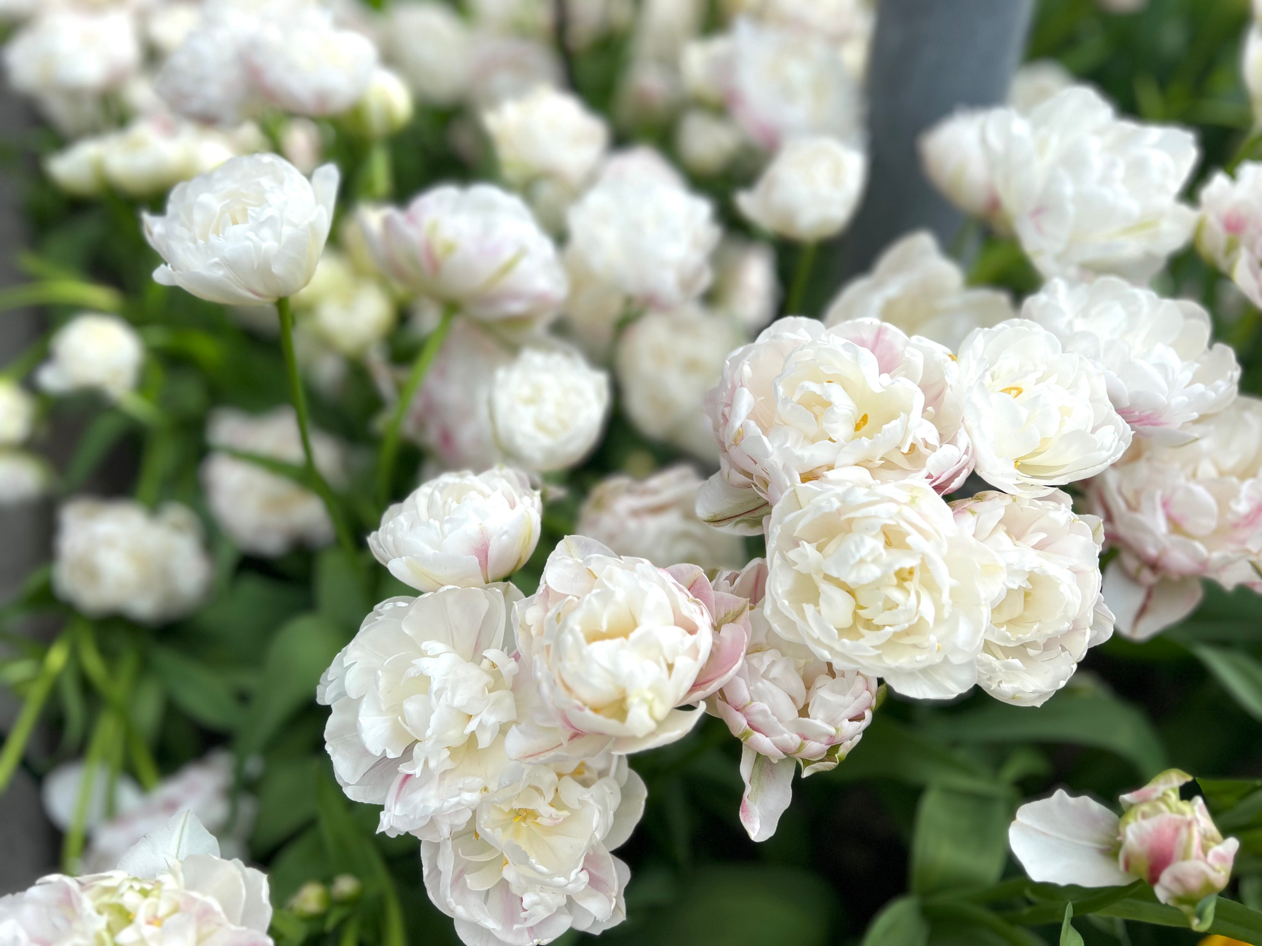 Cotton Candy Tulip Bulbs