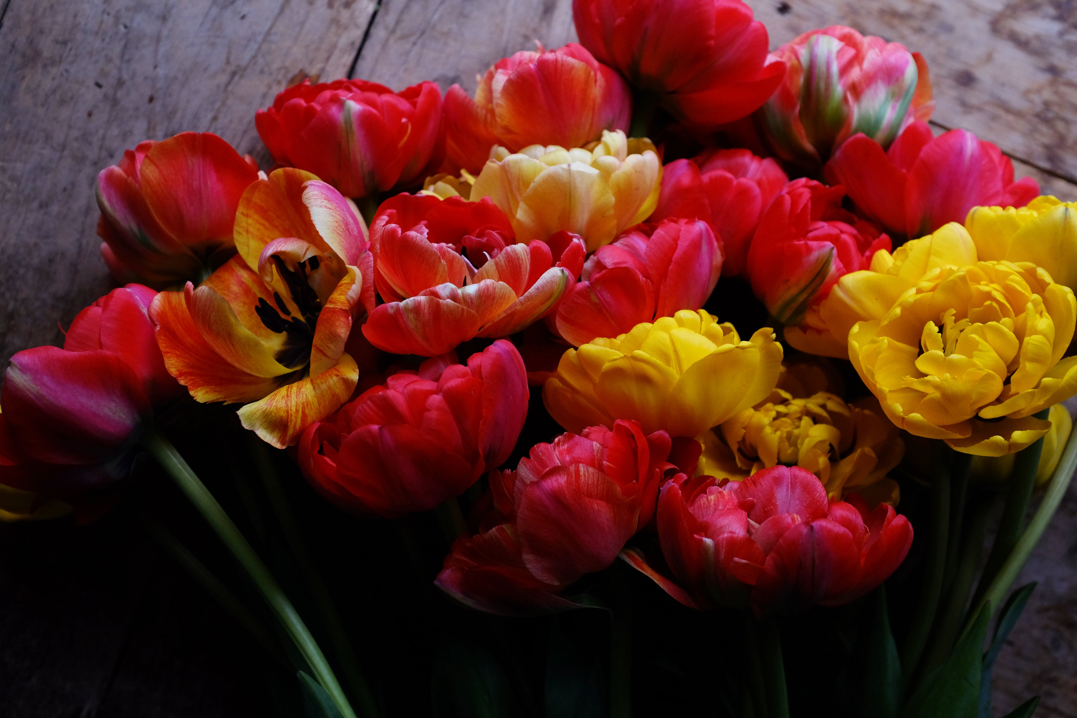 Double Gudoshnik Tulip Bulbs - COMING SEPTEMBER 7TH AT 5PM