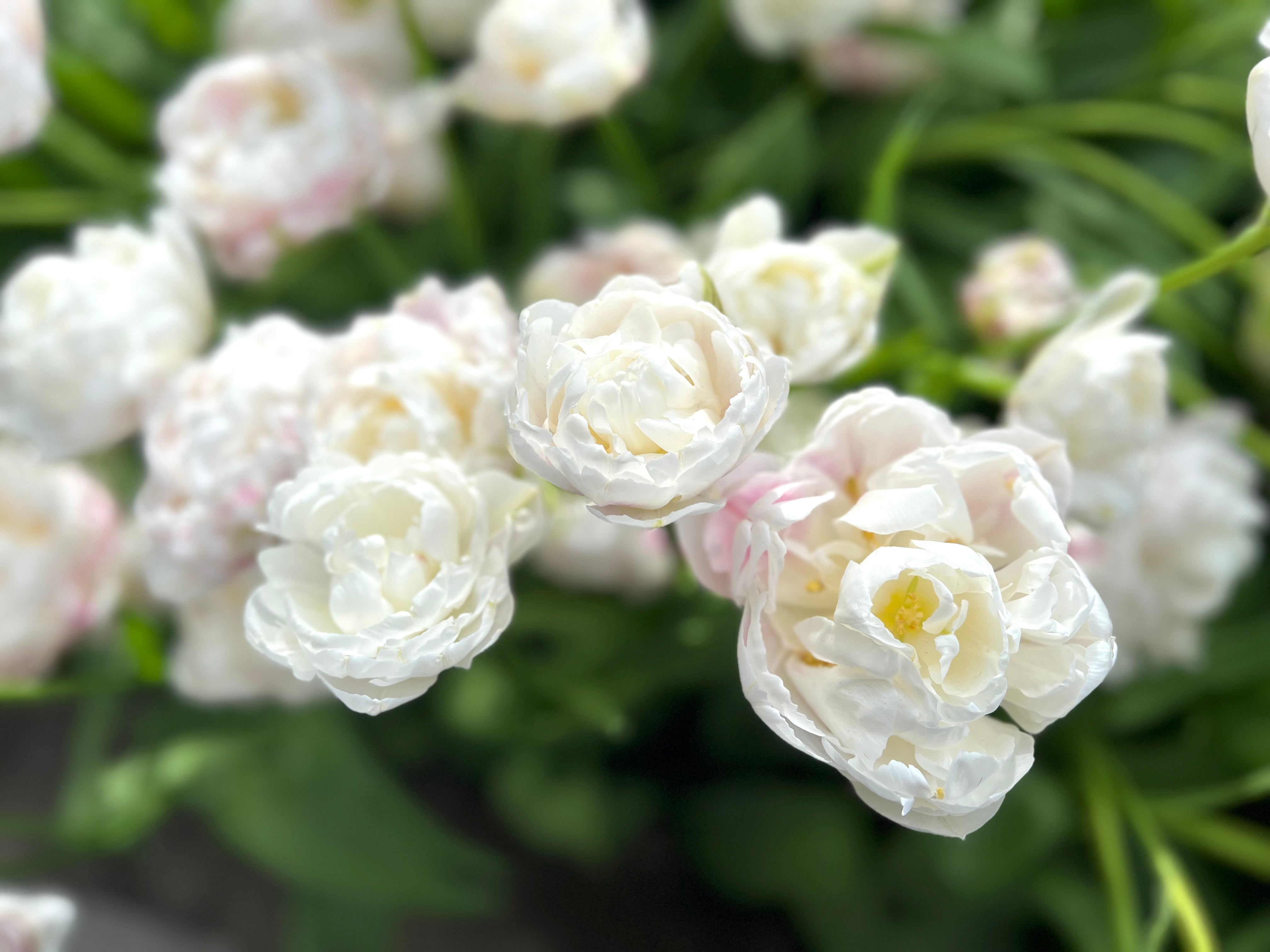 Cotton Candy Tulip Bulbs