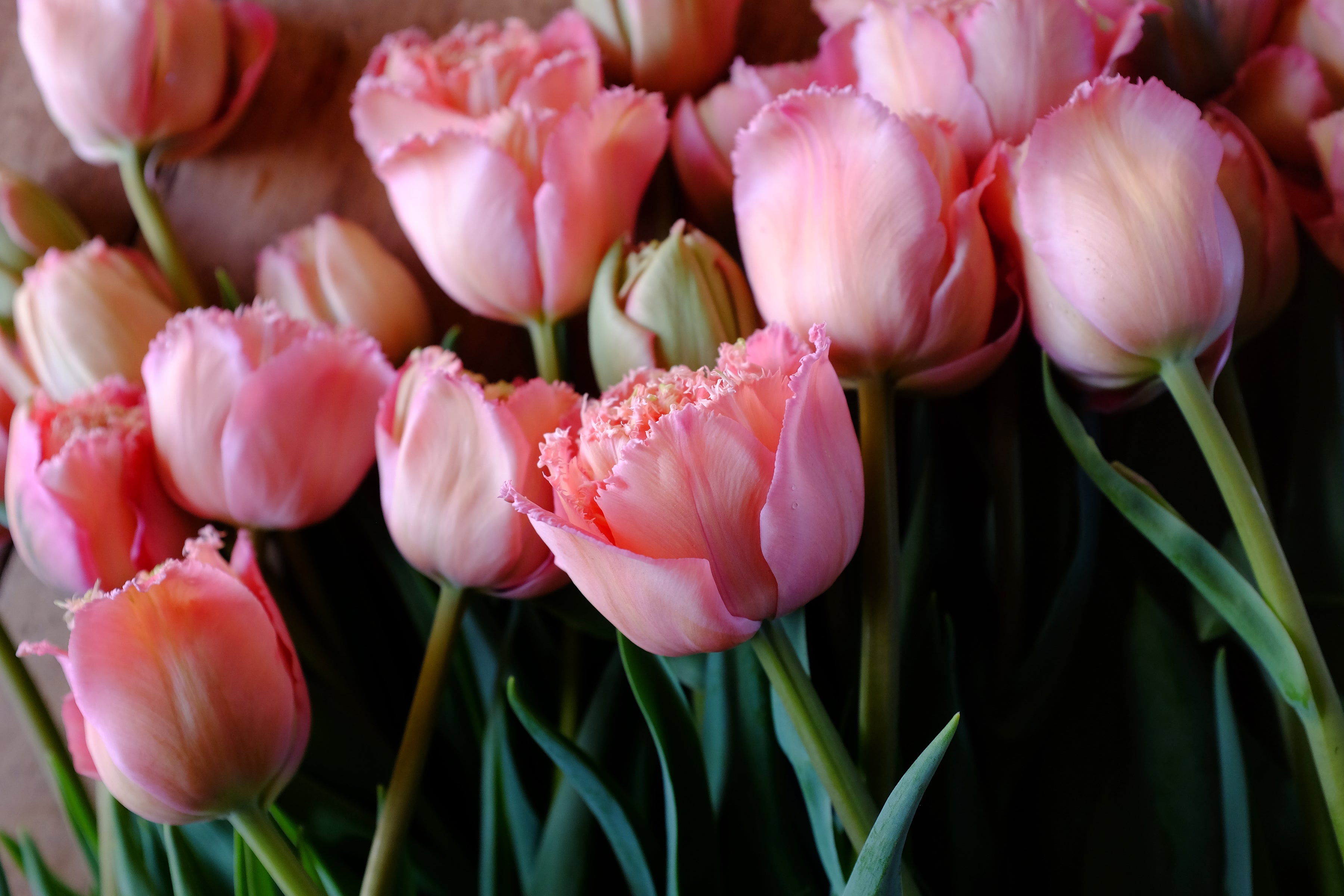 Pink Magic Tulip Bulbs