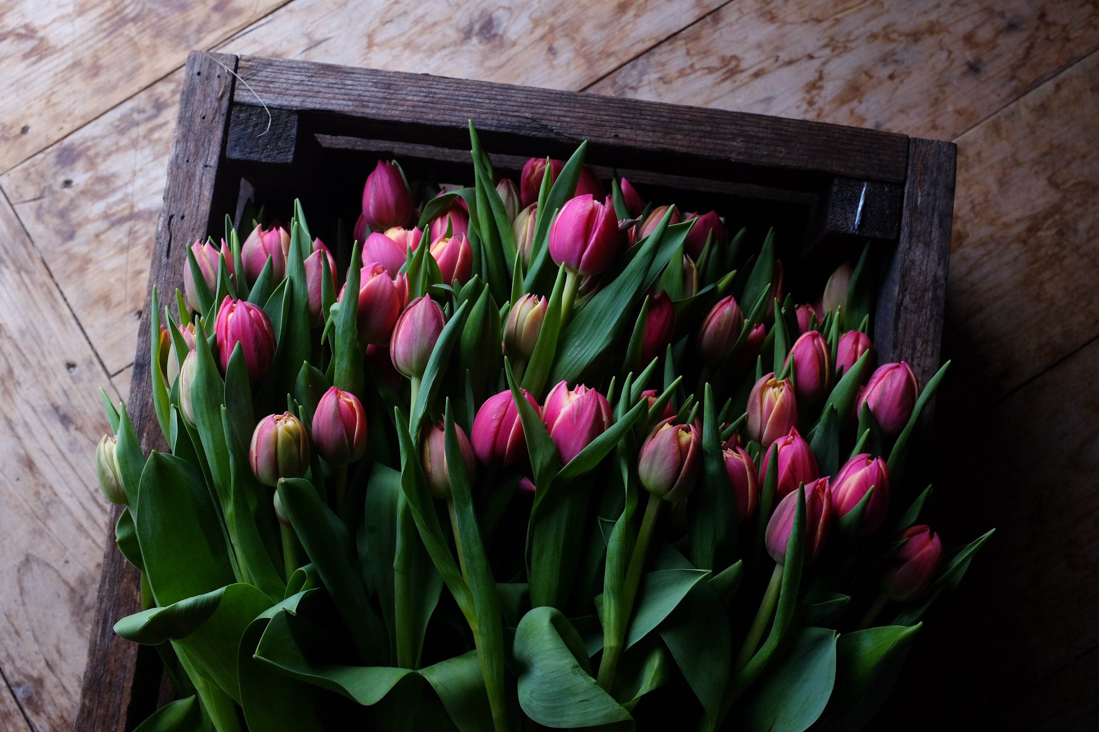Columbus Tulip Bulbs