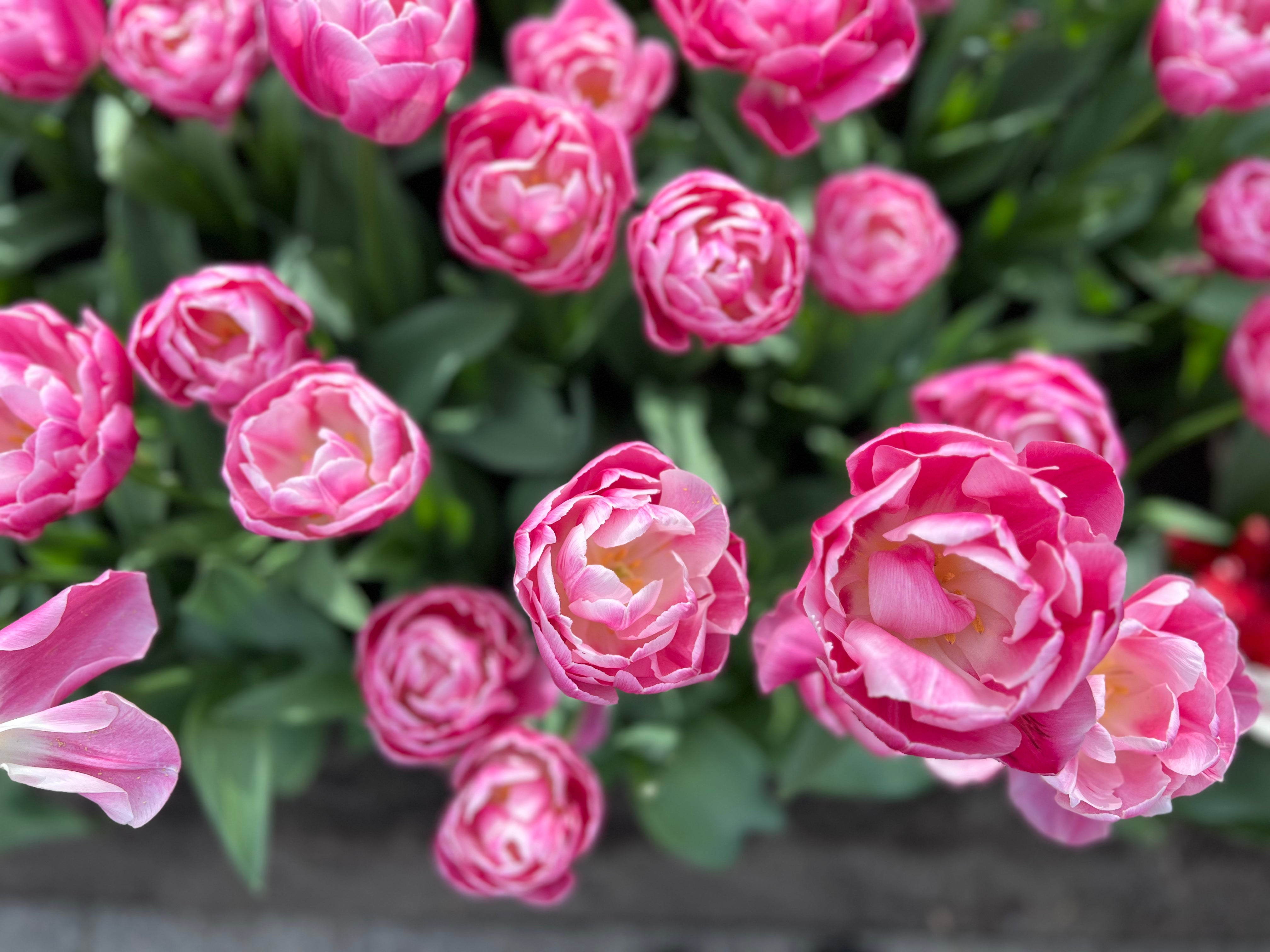 Vogue Tulip Bulbs - COMING SEPTEMBER 17TH!