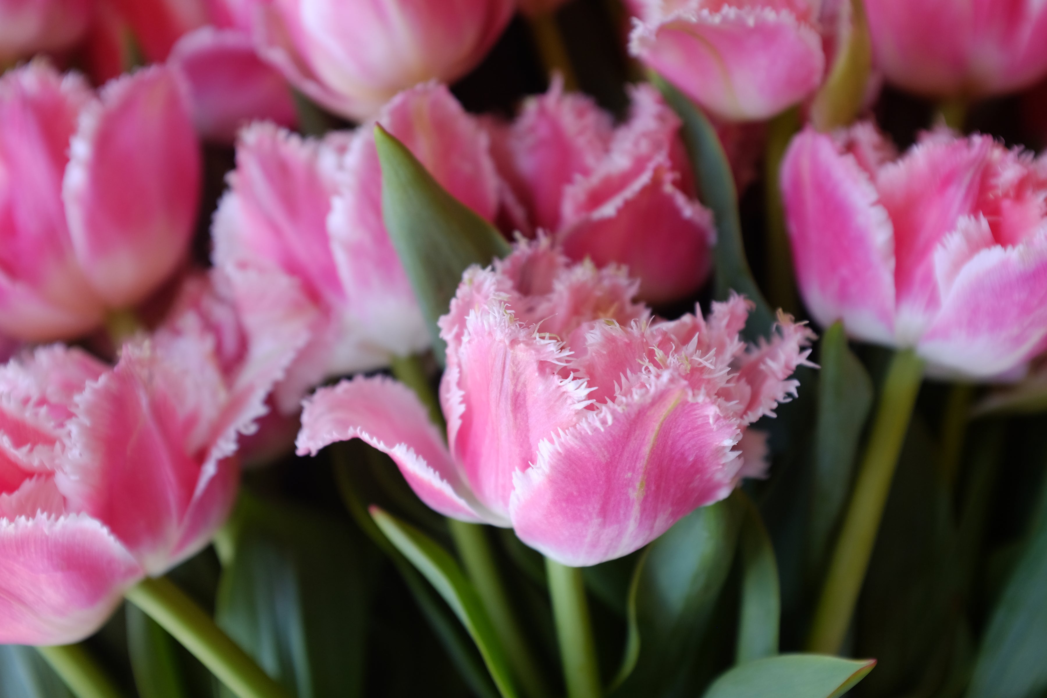 Queensland Tulip Bulbs - COMING SEPTEMBER 7TH AT 5PM