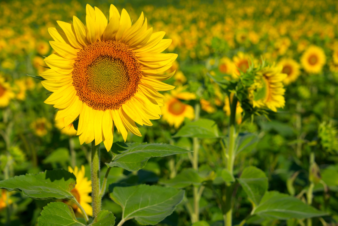 Sunflower Field Visit: Friday August 7th